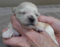 Niko, a male Maltipoo for sale in Colcord, OK – Photo 5 of 7