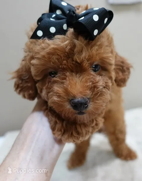 Deep Red – Poodle - Toy  puppy for sale in Colcord, OK