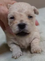 Biscuit, a male Maltipoo for sale in Colcord, OK – 7 of 10