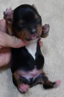 Peyton, a male Yorkshire Terrier for sale in Colcord, OK – 2 of 10