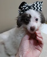 one more week , a female Poodle - Toy  for sale in Colcord, OK – 2 of 10