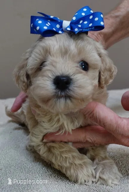 Beckham – Maltipoo puppy for sale in Colcord, OK