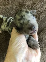 Stanley, a male Poodle - Toy  for sale in Colcord, OK – 4 of 10