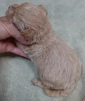 Echo, a male Maltipoo for sale in Colcord, OK – 3 of 10