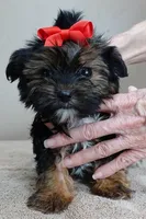 Teacup Kismet 1.4 lbs, a male Yorkshire Terrier for sale in Colcord, OK – Photo 3 of 10