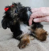 Teacup Kismet 1.4 lbs, a male Yorkshire Terrier for sale in Colcord, OK – Photo 8 of 10
