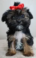 Teacup Kismet 1.4 lbs, a male Yorkshire Terrier for sale in Colcord, OK – Photo 6 of 10