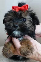 Teacup Kismet 1.4 lbs, a male Yorkshire Terrier for sale in Colcord, OK – Photo 7 of 10