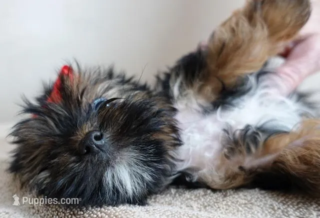 Teacup Kismet 1.4 lbs