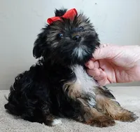 Teacup Kismet 1.4 lbs, a male Yorkshire Terrier for sale in Colcord, OK – Photo 5 of 10