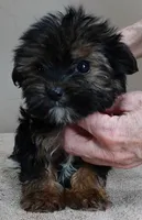 Teacup Kismet 1.4 lbs, a male Yorkshire Terrier for sale in Colcord, OK – Photo 2 of 10