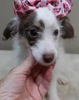 3 pounds 9/17, a female Poodle - Toy  for sale in Colcord, OK – 5 of 10
