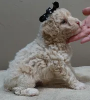 Kenobi lemon chiffon parti, a male Poodle - Toy  for sale in Colcord, OK – 6 of 10