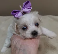 TEACUP Kali, a female Maltipoo for sale in Colcord, OK – 5 of 9