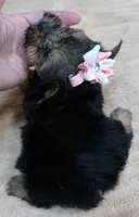 Teacup Bailey 1lb 3 ounces, a female Yorkshire Terrier for sale in Colcord, OK – 9 of 10