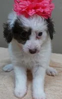 Maggie mae chocolate parti, a female Poodle - Toy  for sale in Colcord, OK – 7 of 10