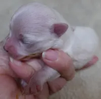 Kenobi, a male Maltese for sale in Colcord, OK – 4 of 10