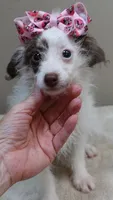 3 pounds 9/17, a female Poodle - Toy  for sale in Colcord, OK – 3 of 10
