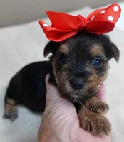 Ziggy 1 lb 5 ounces, a male Yorkshire Terrier for sale in Colcord, OK – 4 of 10