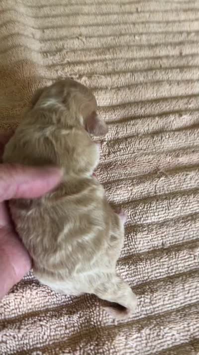 Duchess, a female Maltipoo for sale in Colcord, OK – 10 of 10