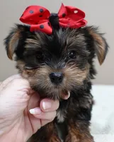 Moose, a male Yorkshire Terrier for sale in Colcord, OK – 2 of 10
