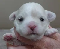 Indi, a female Maltese for sale in Colcord, OK – Photo 6 of 7