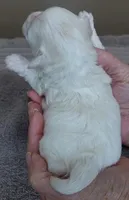 Indi, a female Maltese for sale in Colcord, OK – Photo 7 of 7