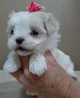 Indi Last one, a female Maltese for sale in Colcord, OK – Photo 9 of 10