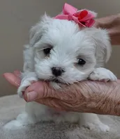 Indi Last one, a female Maltese for sale in Colcord, OK – Photo 8 of 10