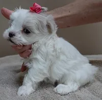Indi Last one, a female Maltese for sale in Colcord, OK – Photo 3 of 10