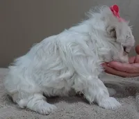 Indi Last one, a female Maltese for sale in Colcord, OK – Photo 4 of 10