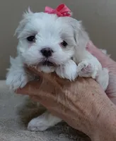 Indi Last one, a female Maltese for sale in Colcord, OK – Photo 6 of 10