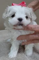 Indi Last one, a female Maltese for sale in Colcord, OK – Photo 2 of 10
