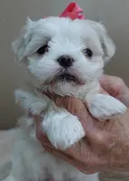 Indi Last one, a female Maltese for sale in Colcord, OK – Photo 5 of 10