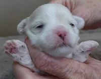Indi, a female Maltese for sale in Colcord, OK – Photo 4 of 7