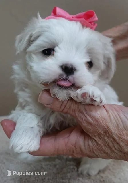 Indi – Maltese puppy for sale in Colcord, OK