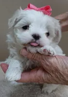 Indi Last one, a female Maltese for sale in Colcord, OK – Photo 1 of 10