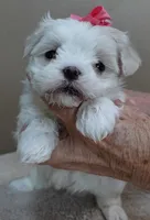 Indi Last one, a female Maltese for sale in Colcord, OK – Photo 7 of 10