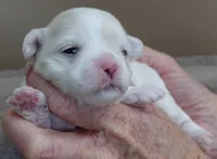 Indi, a female Maltese for sale in Colcord, OK – Photo 5 of 7