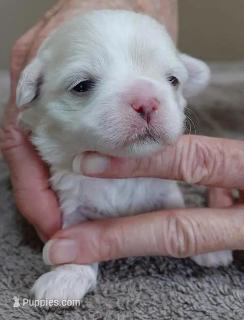 Indi – Maltese puppy for sale in Colcord, OK