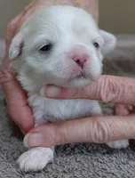 Indi, a female Maltese for sale in Colcord, OK – Photo 1 of 7