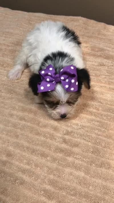 Panda , a female Yorkshire Terrier for sale in Colcord, OK – 3 of 10