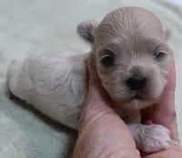 Brynn 12 ounces, a female Maltipoo for sale in Colcord, OK – 4 of 10