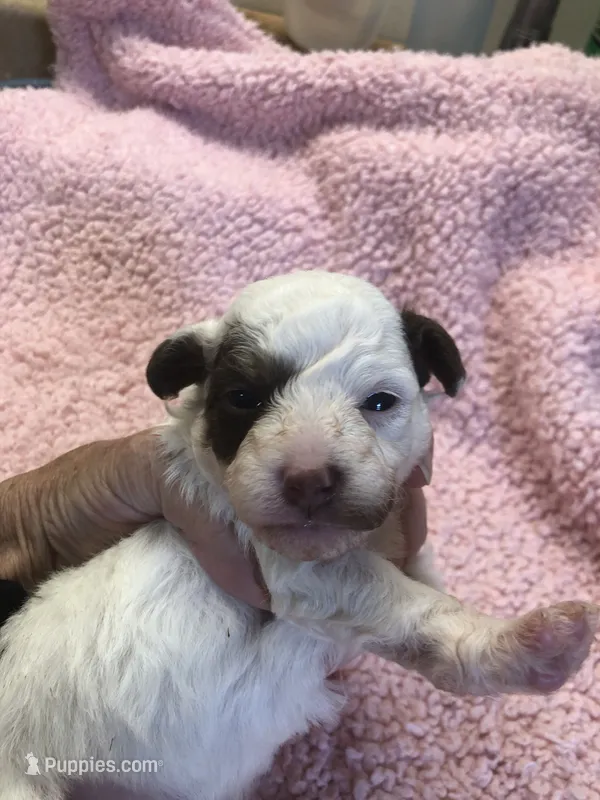 Maggie mae – Poodle - Toy  puppy for sale in Colcord, OK
