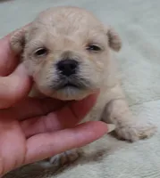 Biscuit, a male Maltipoo for sale in Colcord, OK – 8 of 10