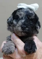 Milo blue merle, a male Poodle - Toy  for sale in Colcord, OK – 6 of 10