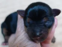 Ziggy 5 3/8 ounces, a male Yorkshire Terrier for sale in Colcord, OK – 5 of 10