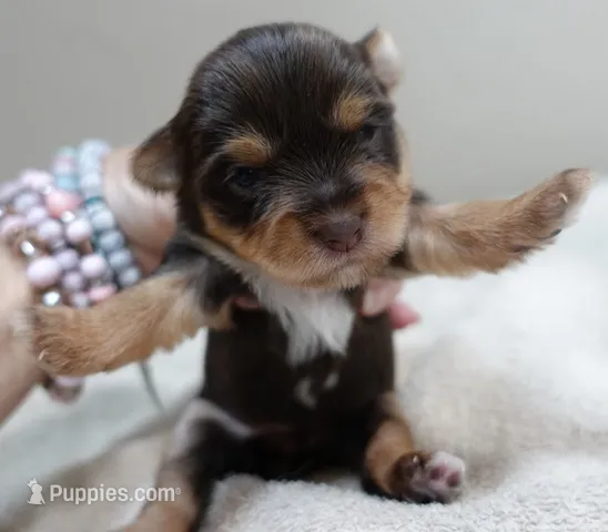 Meadow – Yorkshire Terrier puppy for sale in Colcord, OK