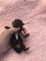Tiny Daisy, a female Yorkshire Terrier for sale in Colcord, OK – 2 of 4