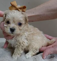 Myles special needs, a male Maltipoo for sale in Colcord, OK – Photo 6 of 10